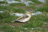 Snow Bunting at Shoebury Coastguards (Steve Arlow) (88197 bytes) Snow Bunting at Shoebury Coastguards (Steve Arlow) (88197 bytes)